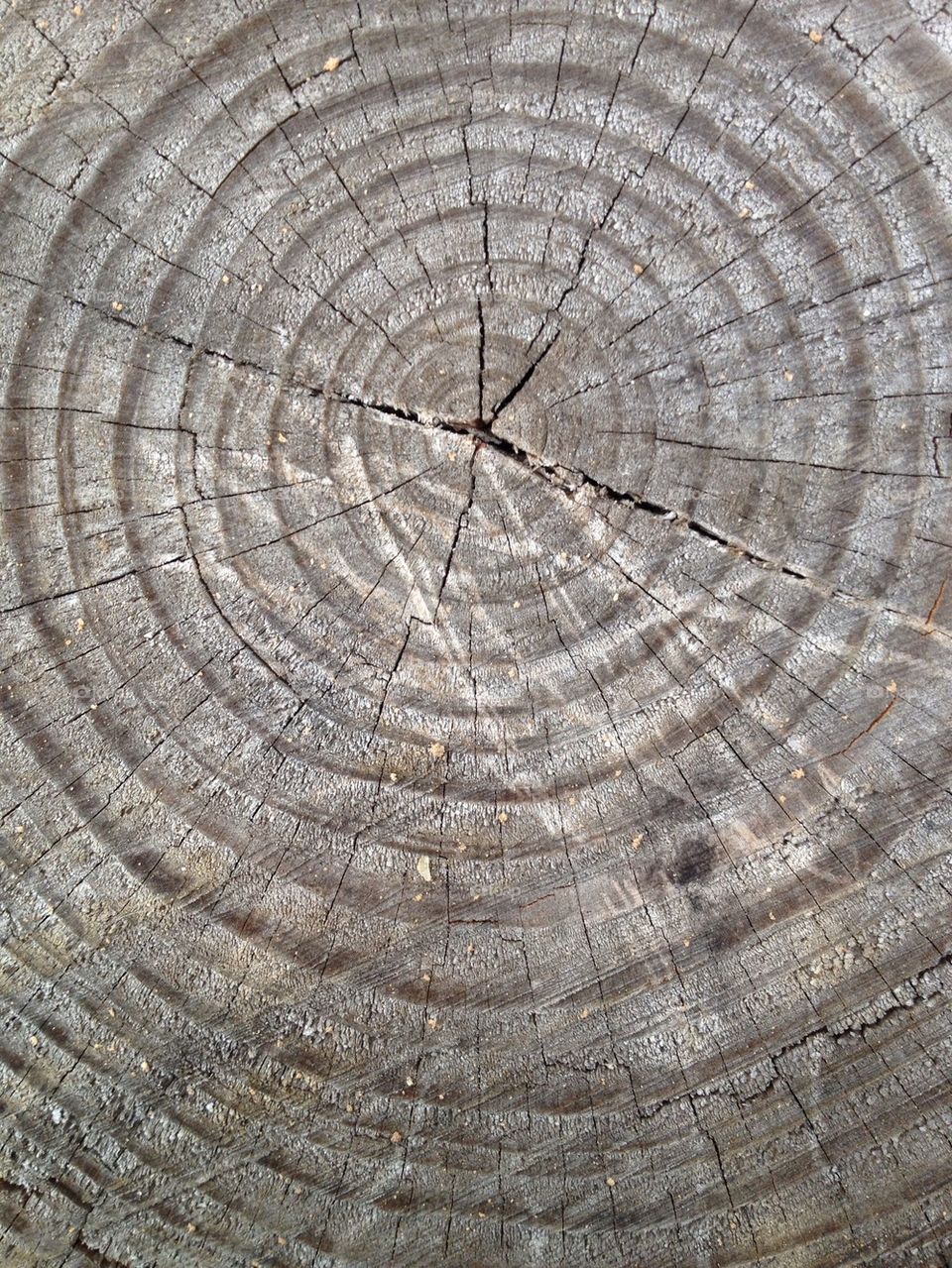 Tree Rings