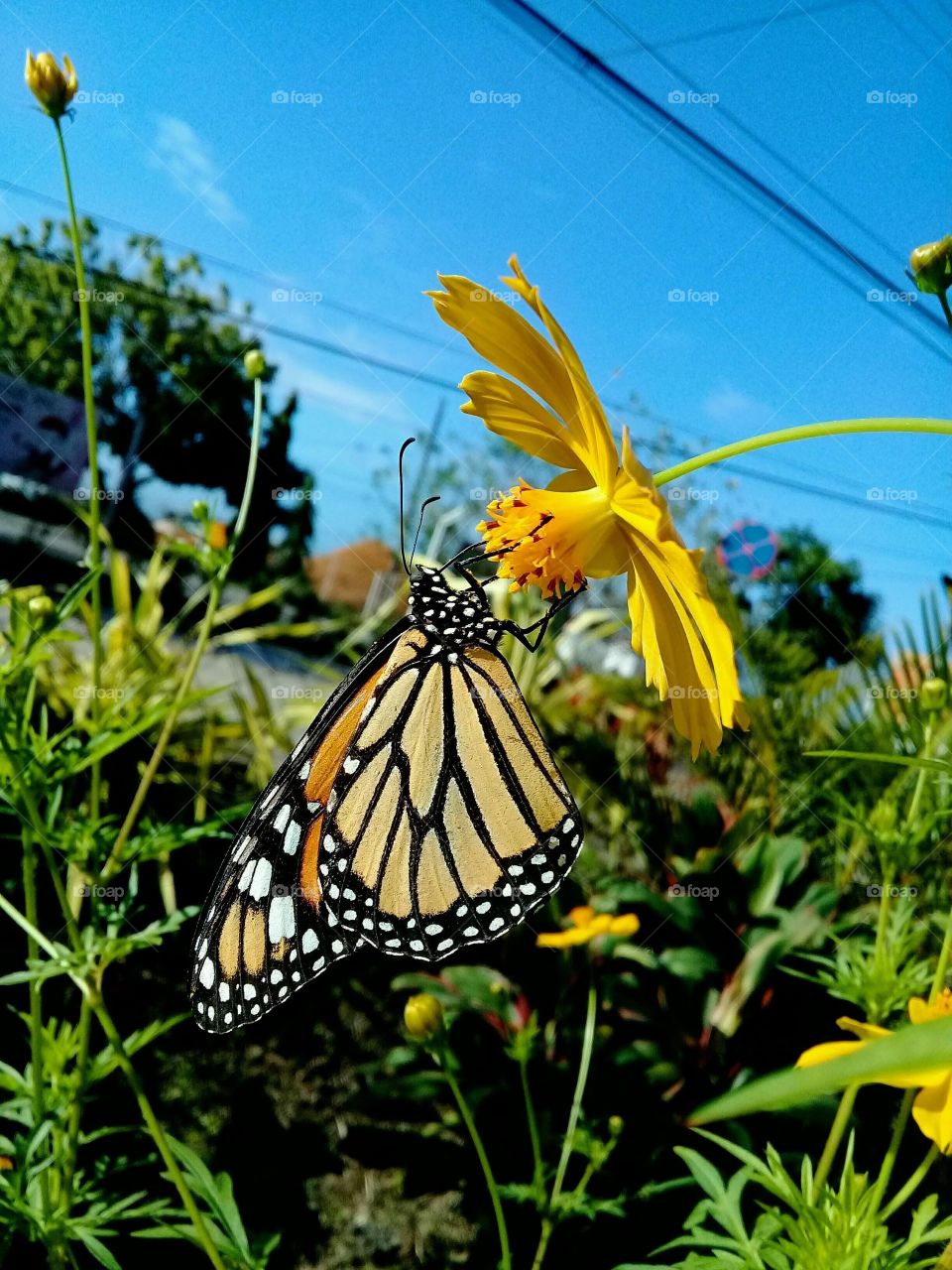Monarch butterfly on yellow Cosmo flower drinking nectar