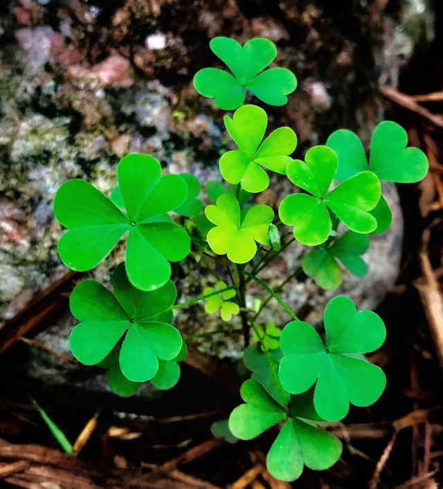 Several clovers—taken in Dyer, Indiana 