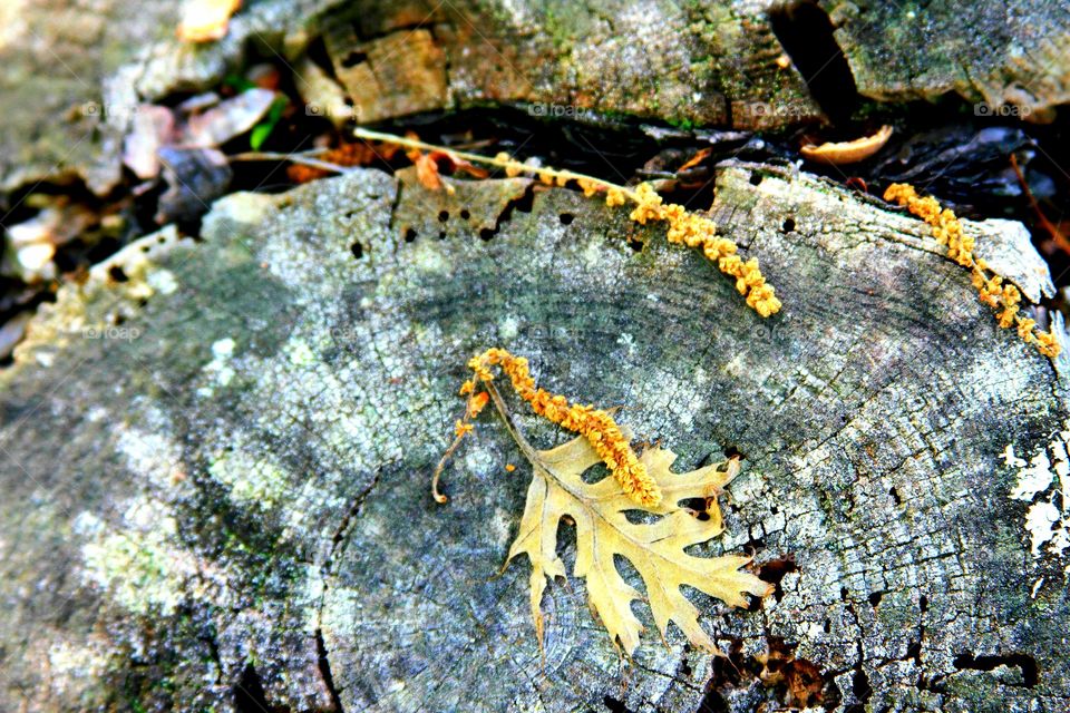 textures of flora.  tree stump, leaf and seeds.