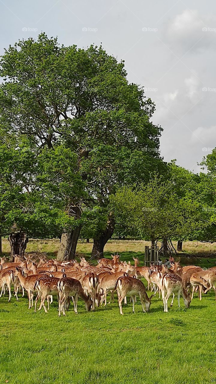 Deers in the park