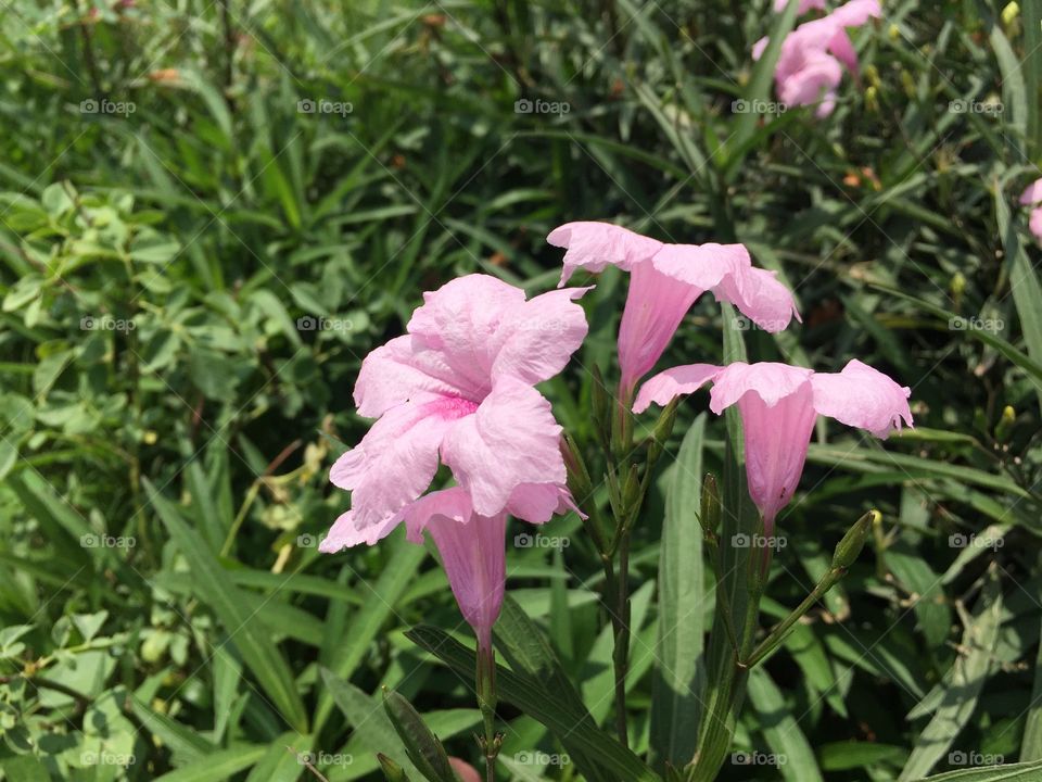 Pink colour flower 