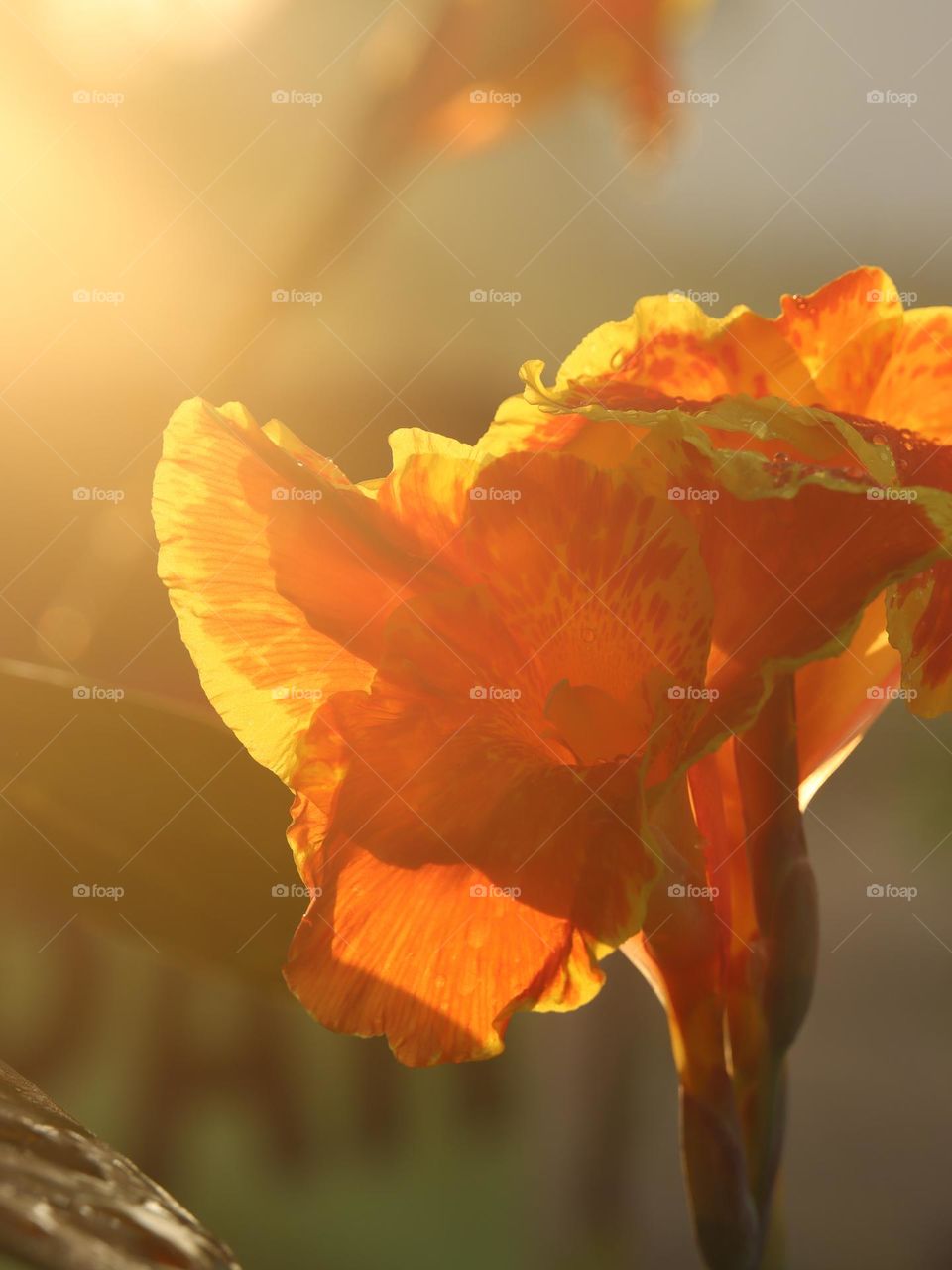 One early morning when the sun starts to shine. What a beautiful soft light.