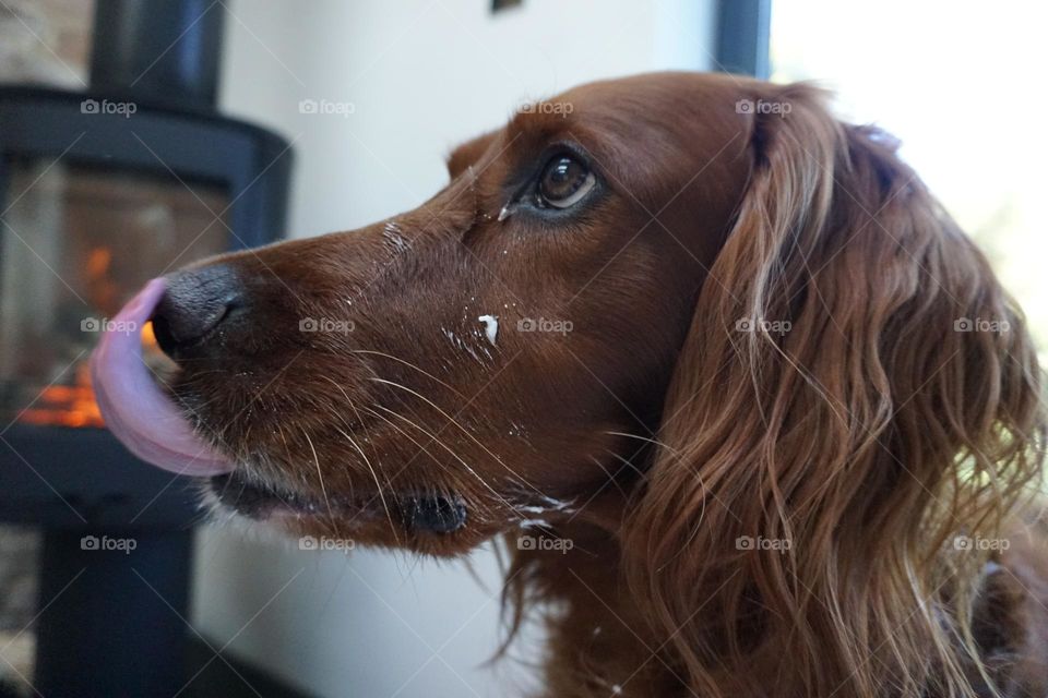 Quinn … Love the raised eyebrows in this shot … he is licking his face clean after eating some yogurt 🐶