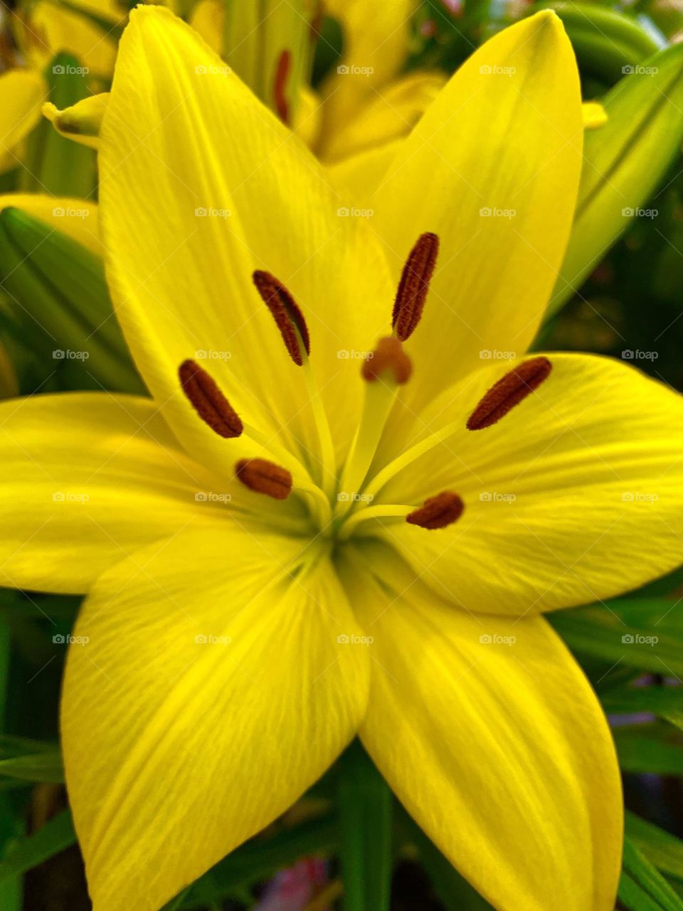 Yellow lily 