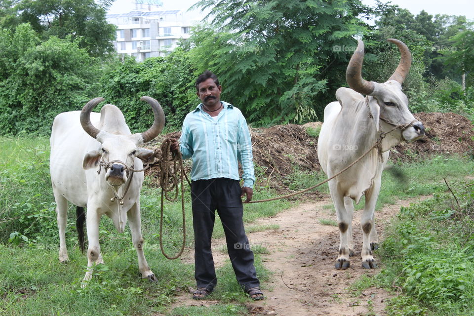Mammal, Cattle, Animal, Horn, Farm