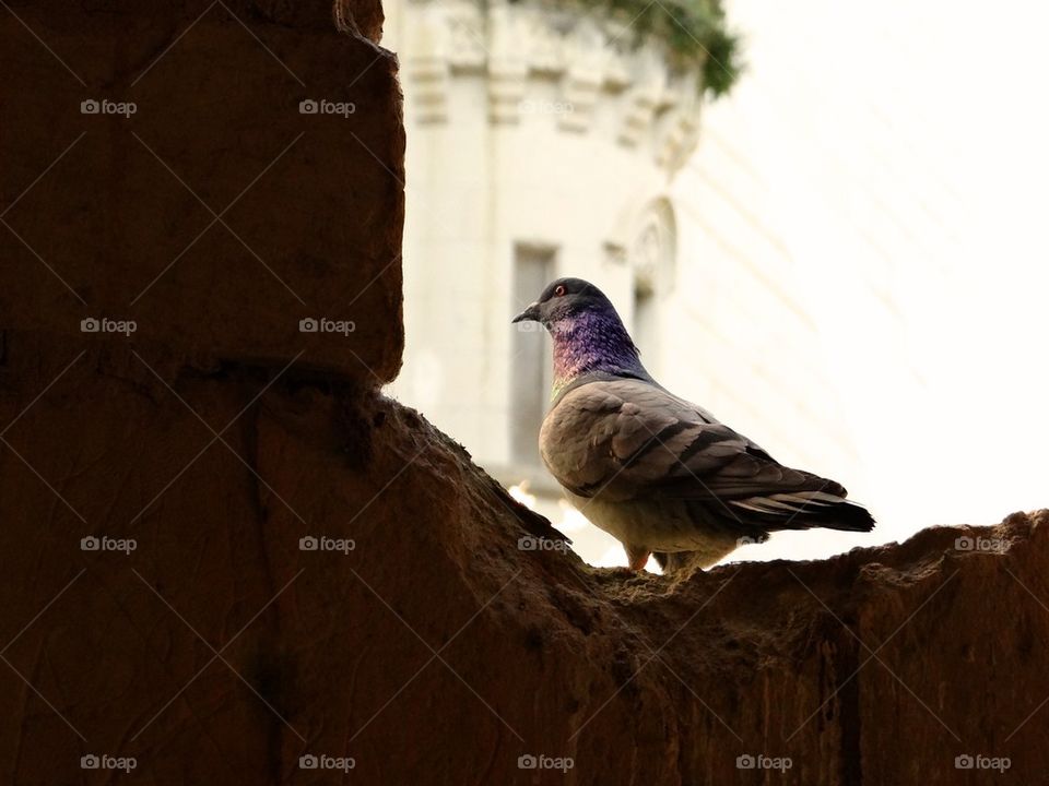 Pigeon