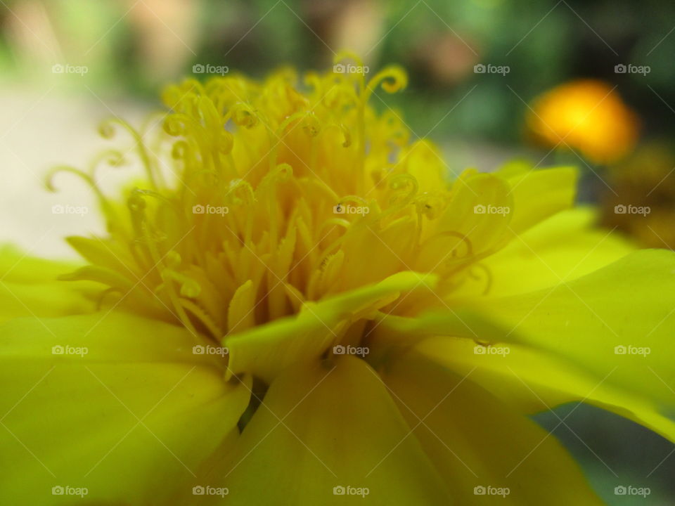 yellow flower