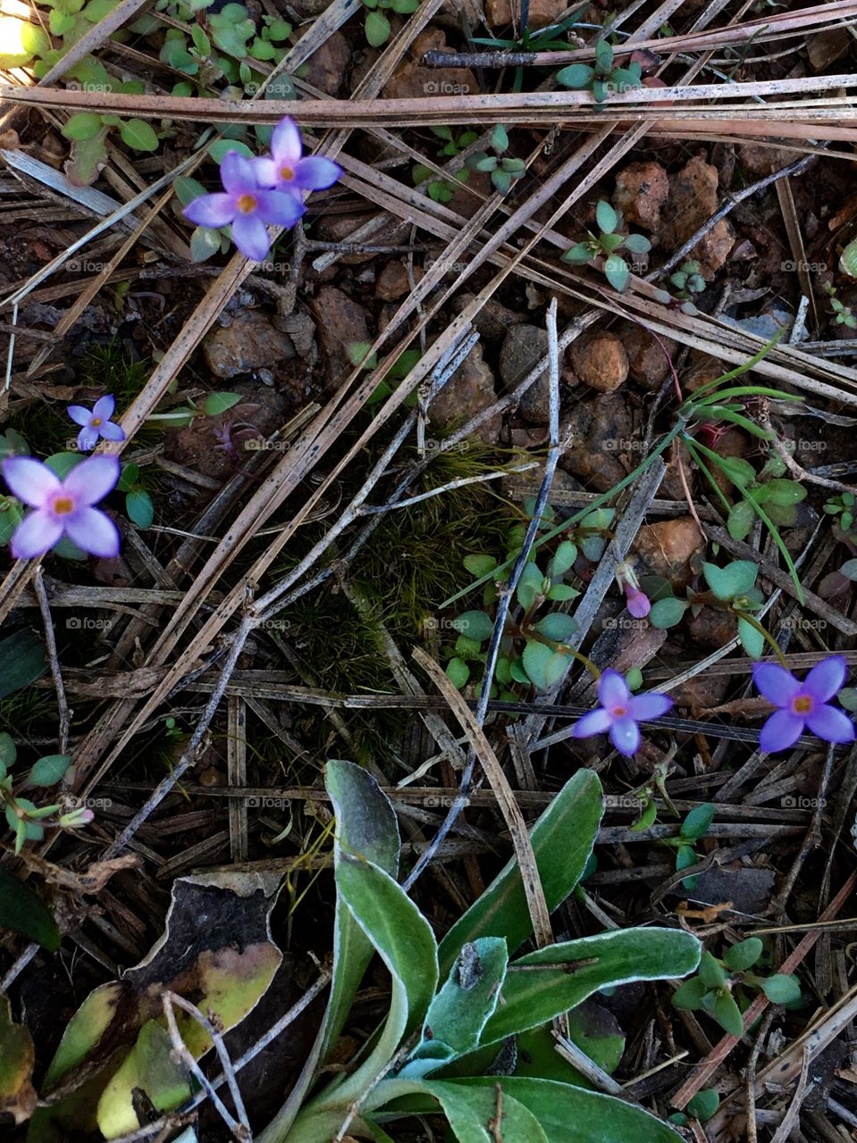 February Violet's in GA