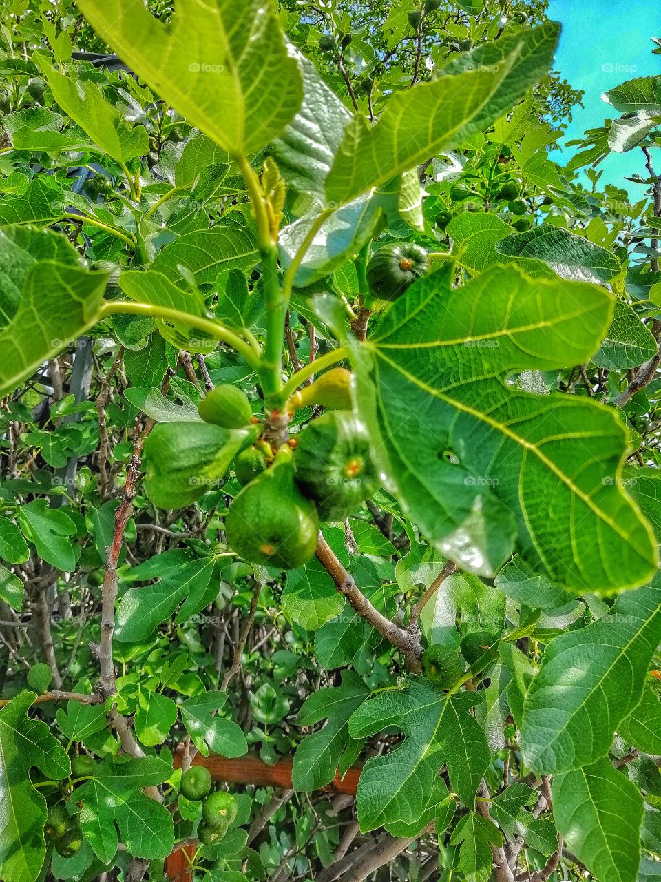 Green figs