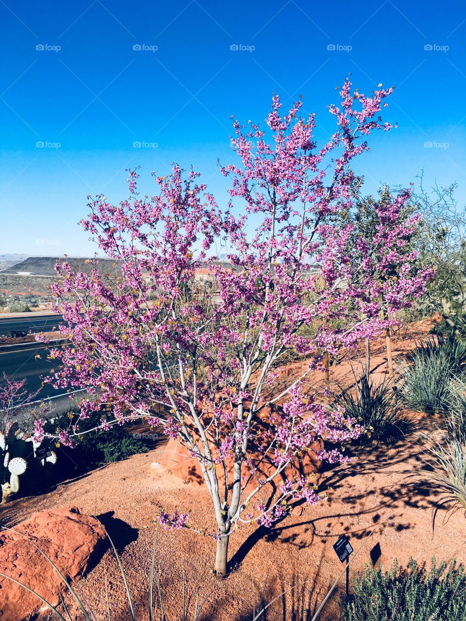 Blossoming tree in the desert 