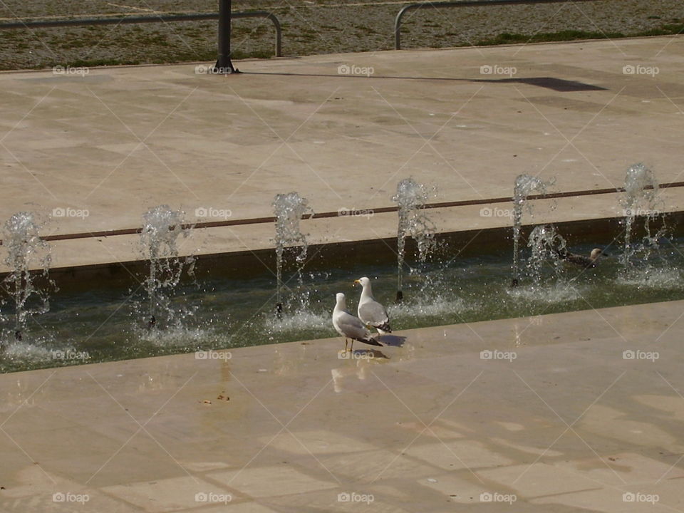 Seagulls dating at source