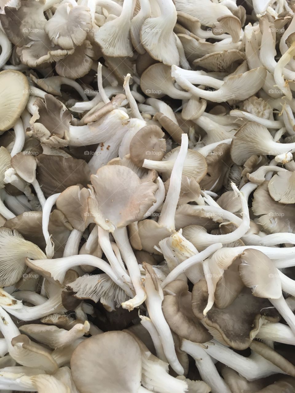 Mushroom on thai market