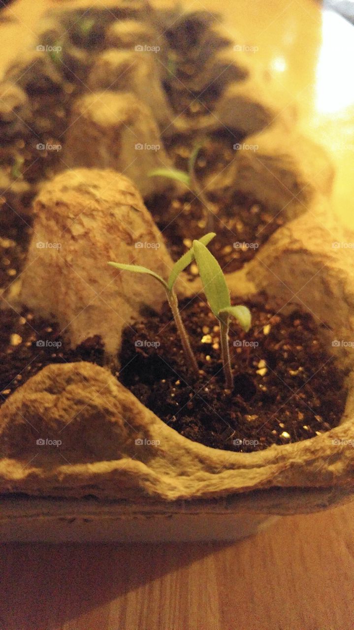 baby tomatoes are growing very quickly. they've only been planted less than two weeks ago!
