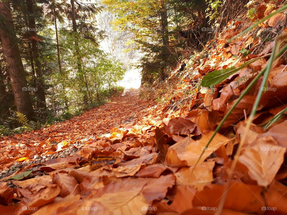 a forest trail covered with leaves