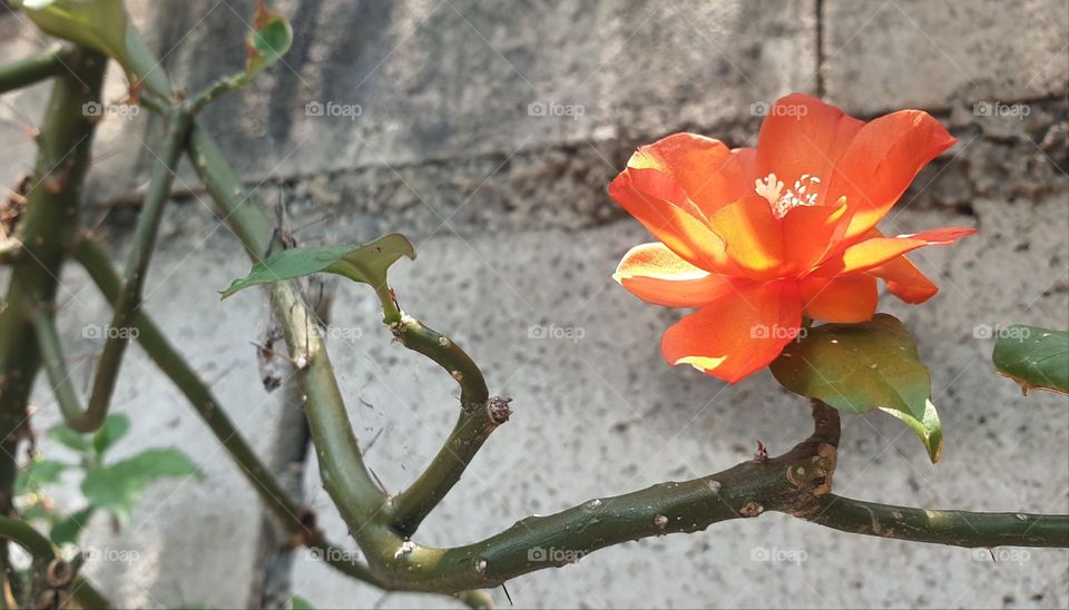 spring, wild flowers beautiful colors, wallpaper, natural, orange