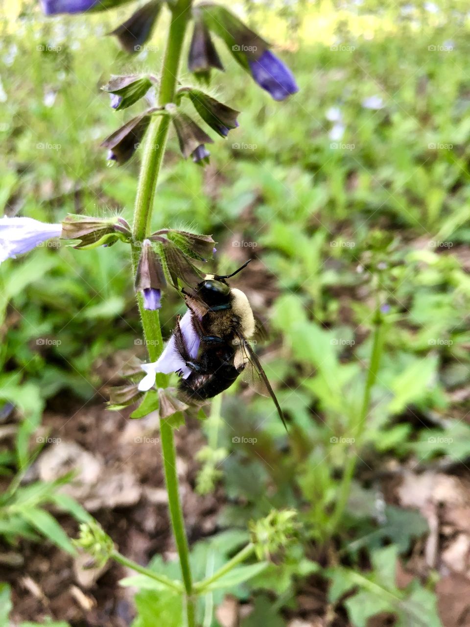 Bumblebee closeup in meadow 