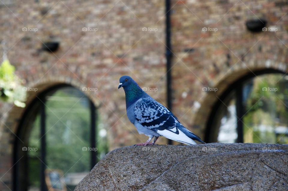 Pigeon on a wall with brick buildings with arched windows behind it