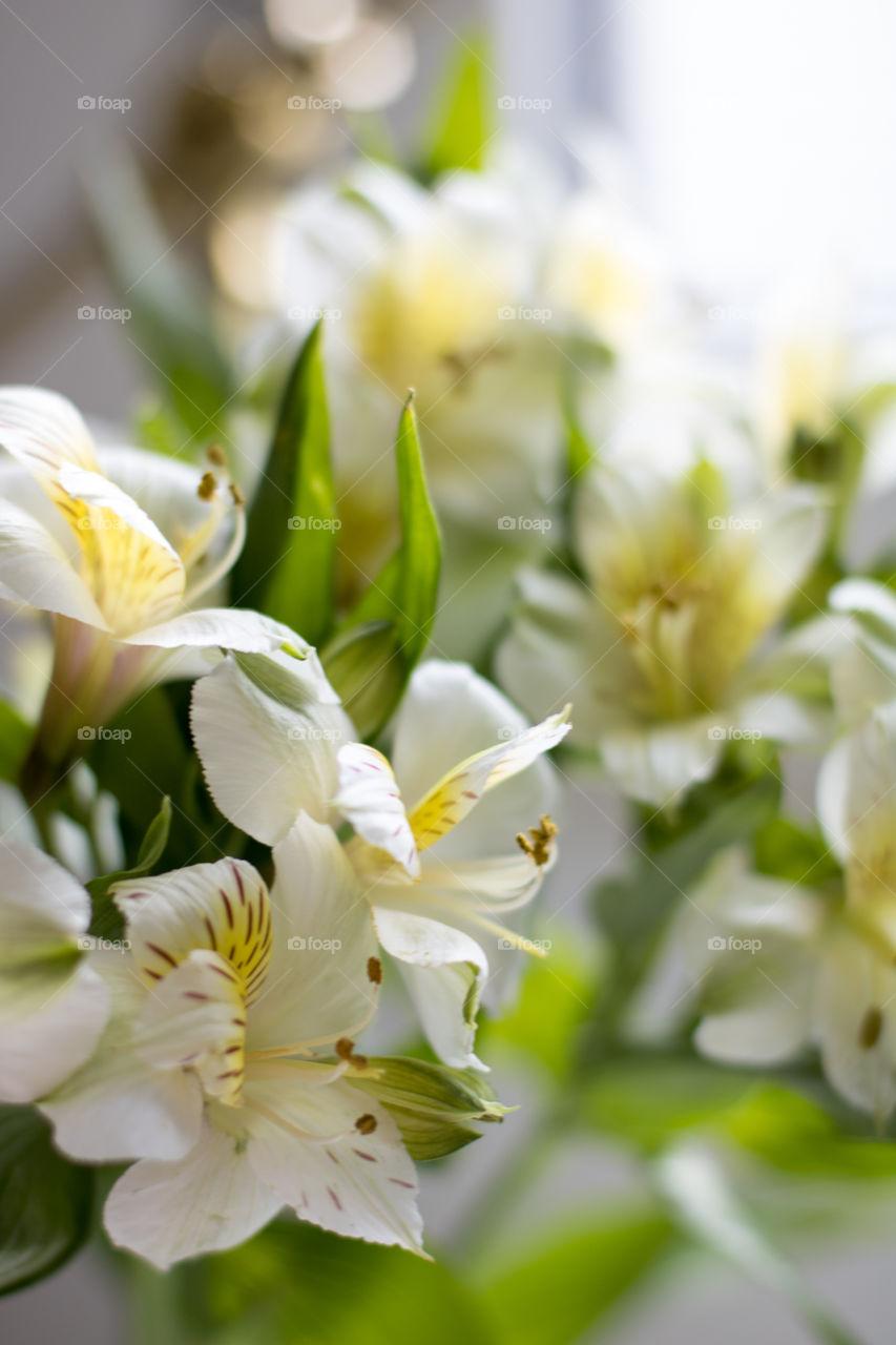 Yellow spring flowers close up