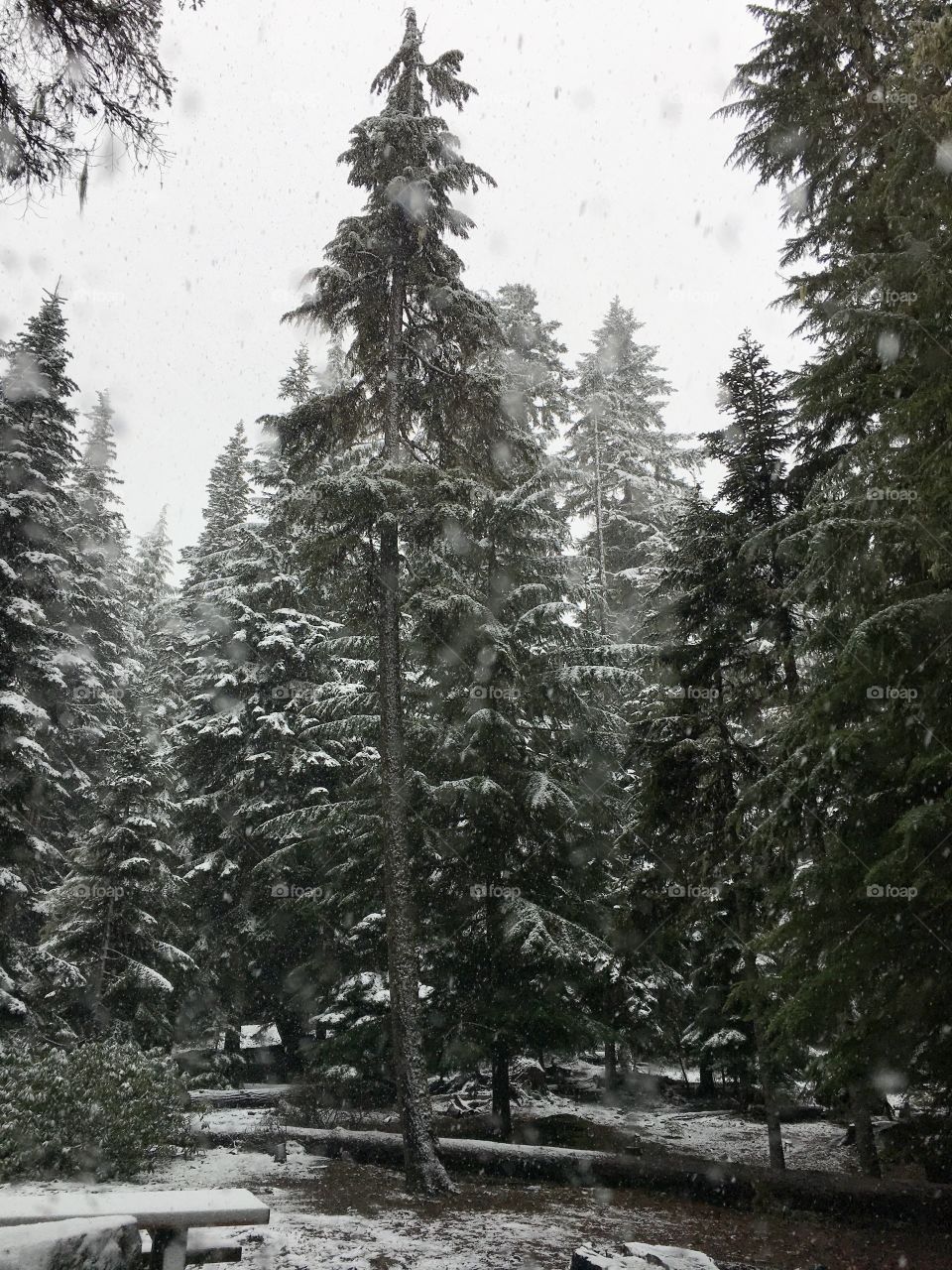 Forest in the winter. Oregon 