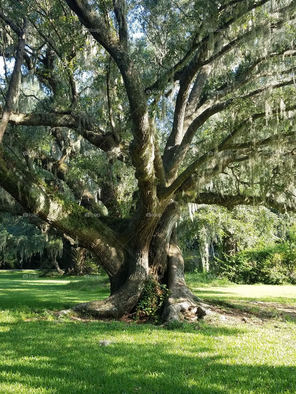 Oak tree