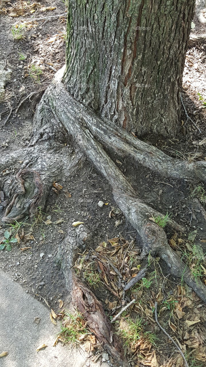 Tree Roots
