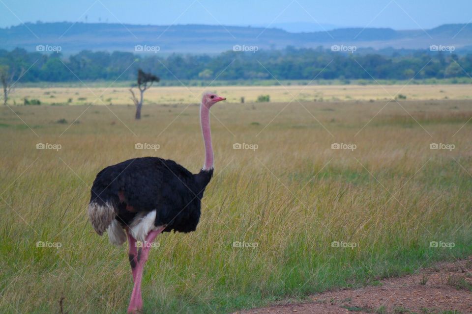 Ostrich