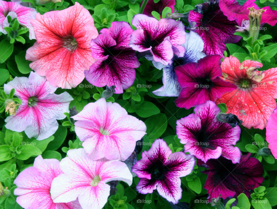 green flowers plants pink by kshapley