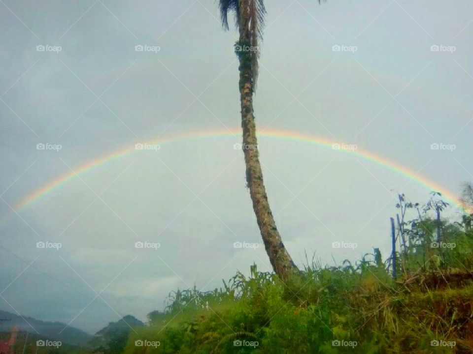 landscape, tree, & sky