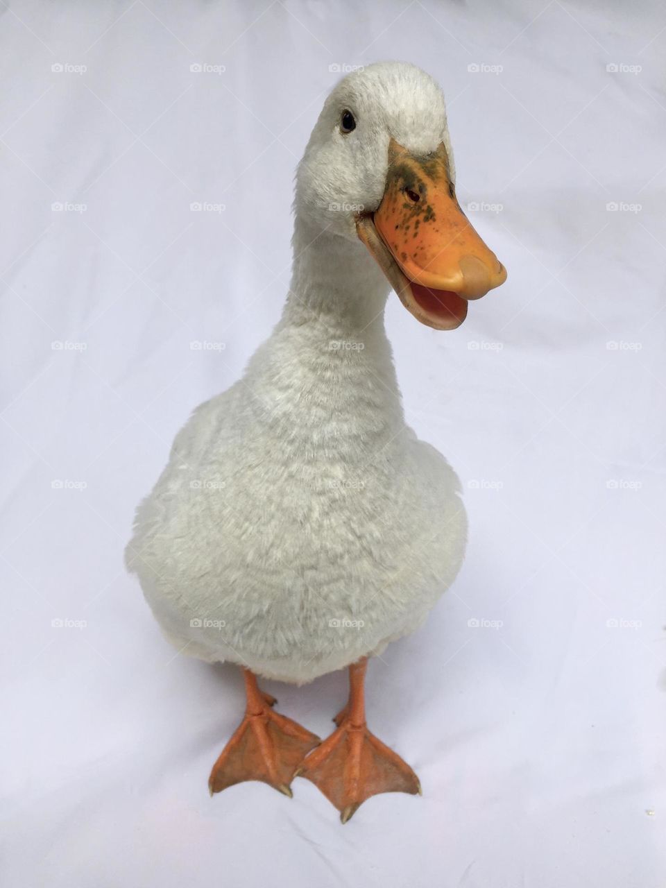 Happy duck