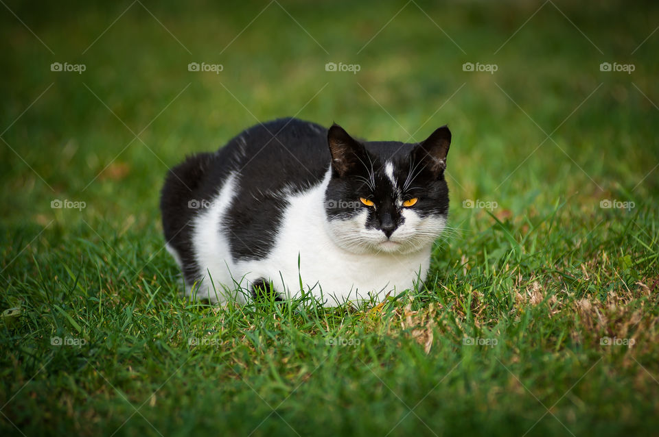 Black-white cat sits on a green lawn with a very evil face