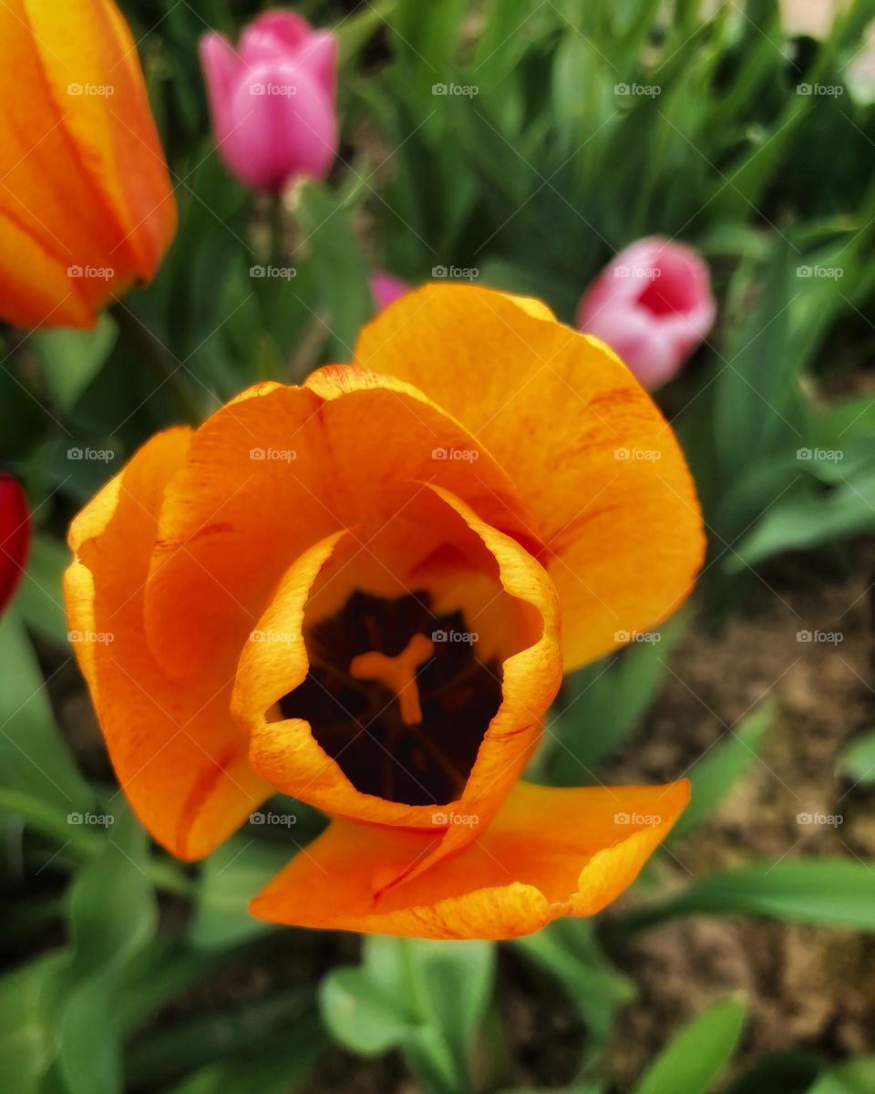 Macro photography of an orange-red colored tulip that is growing in a tulip field. It is surrounded by other tulips in the top and left part of the frame. The beauty of its colors is reflected in the spring sunlight.