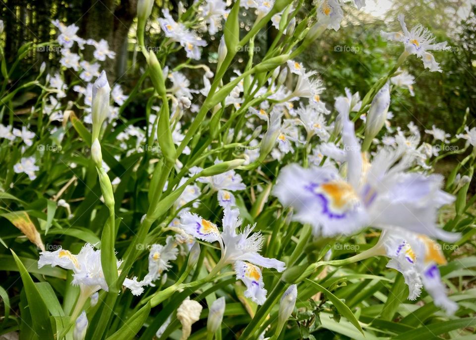 Butterfly flower bush