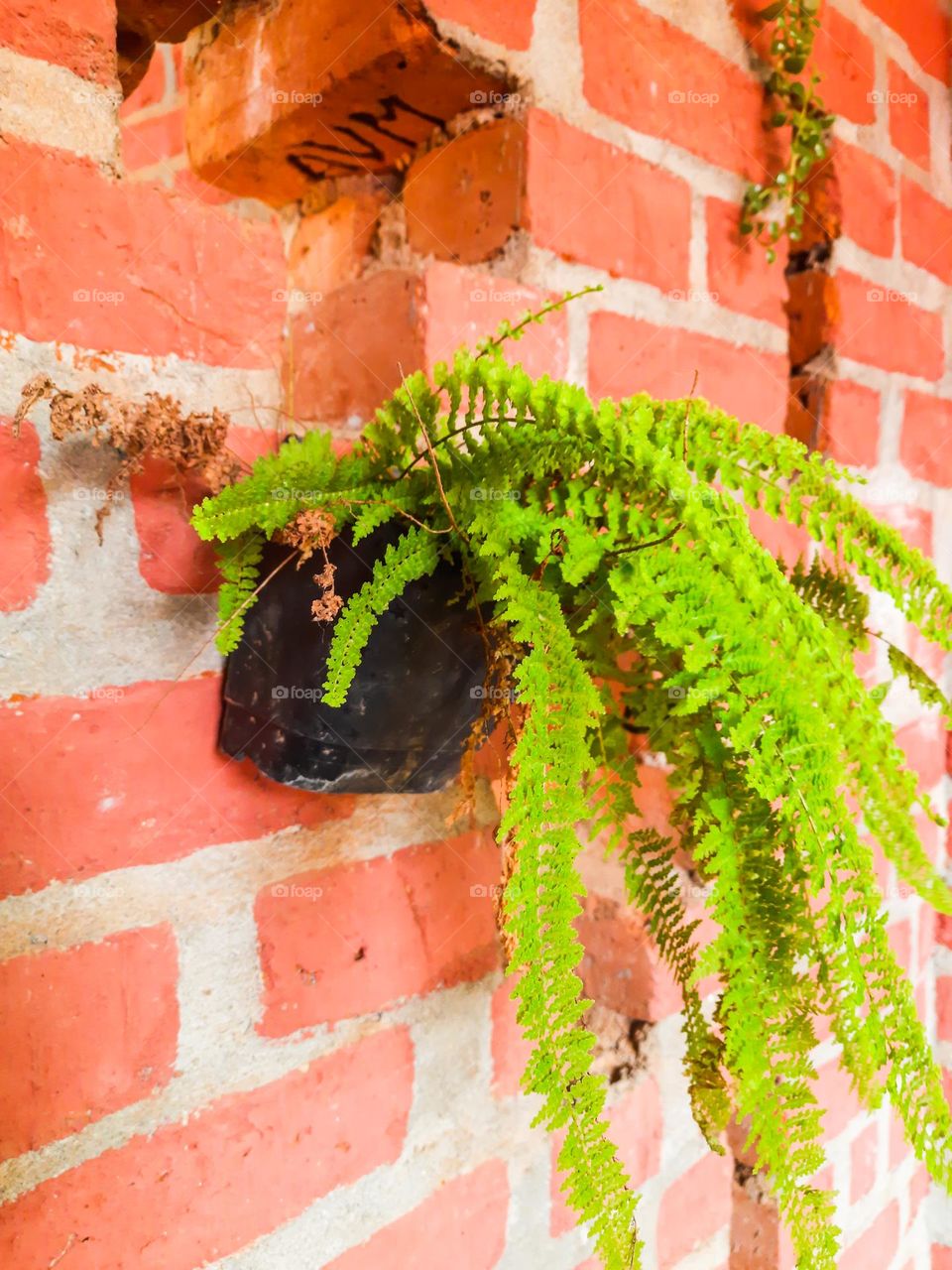 Fern hanging on the wall