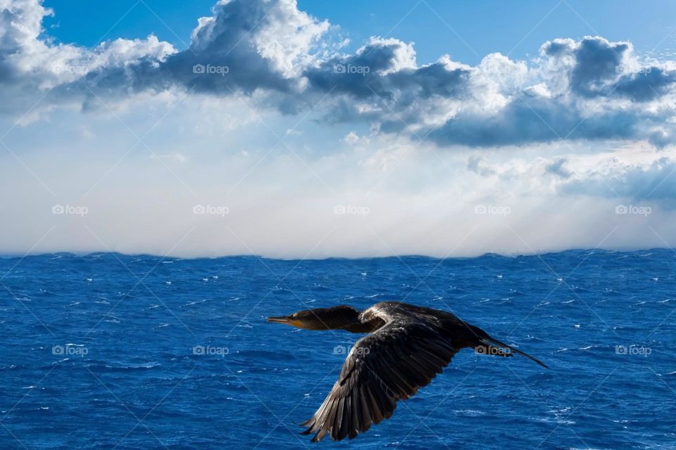 Beautiful flying bird