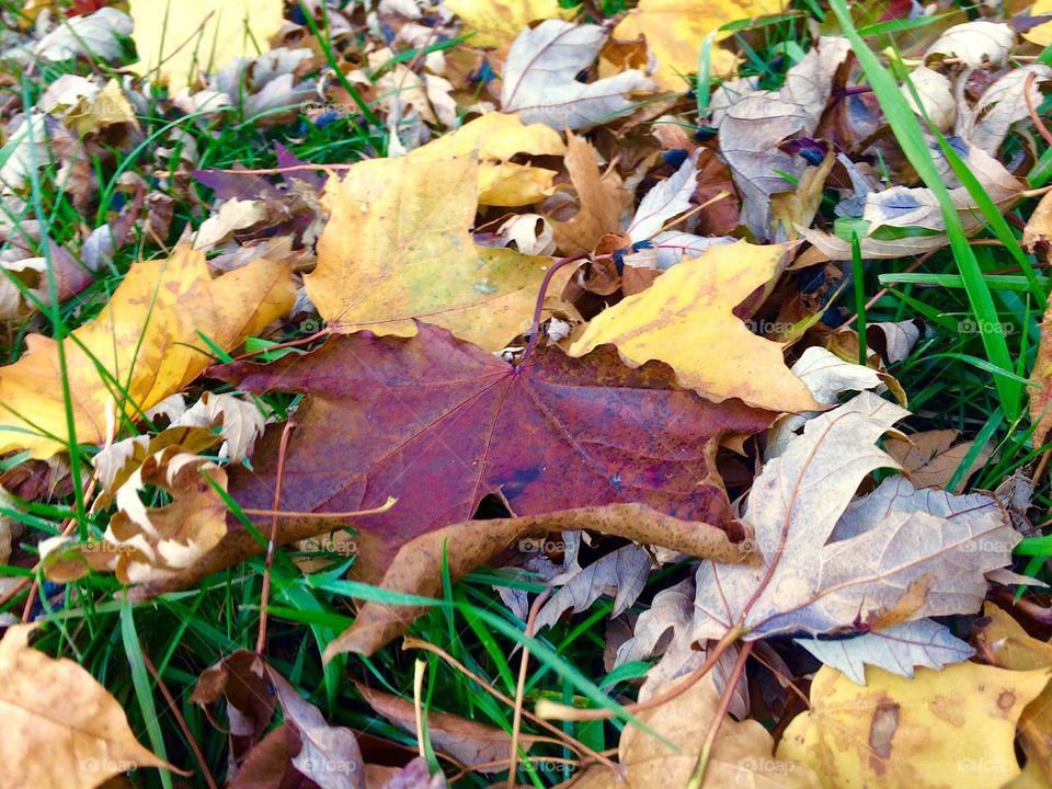 Fall leaves closeup 