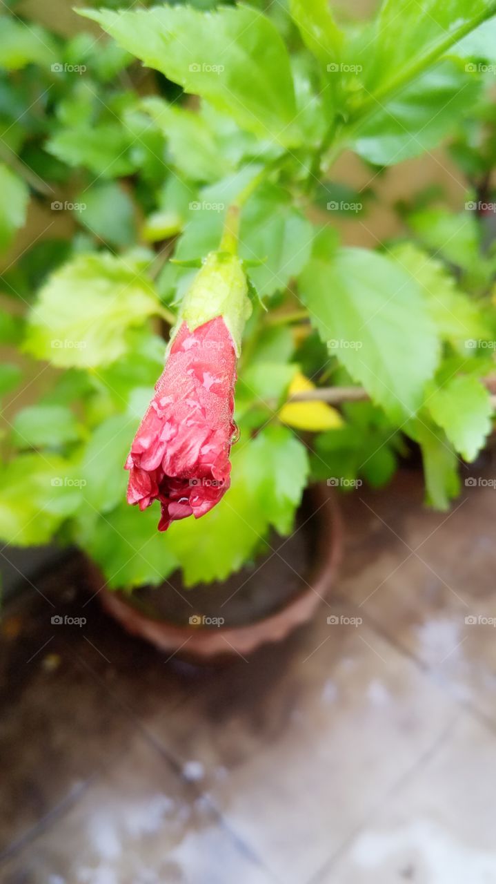 red hibiscus Rosa