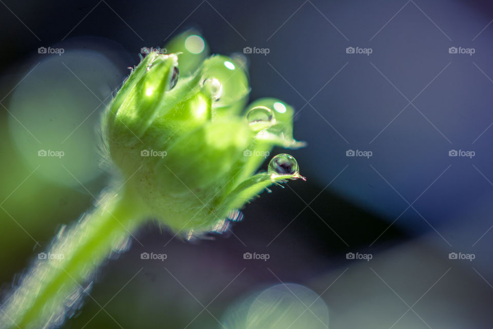 Strawberry Bud with Dew Drops