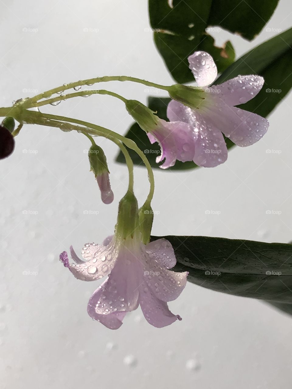 Цветы с каплями