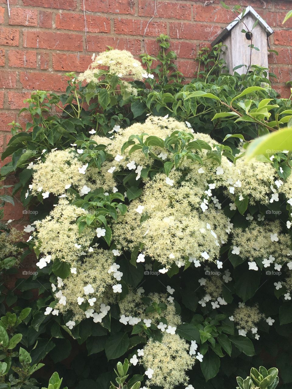 Pretty white hydrangea bush growing up a brick wall with a wooden bird box house next to it