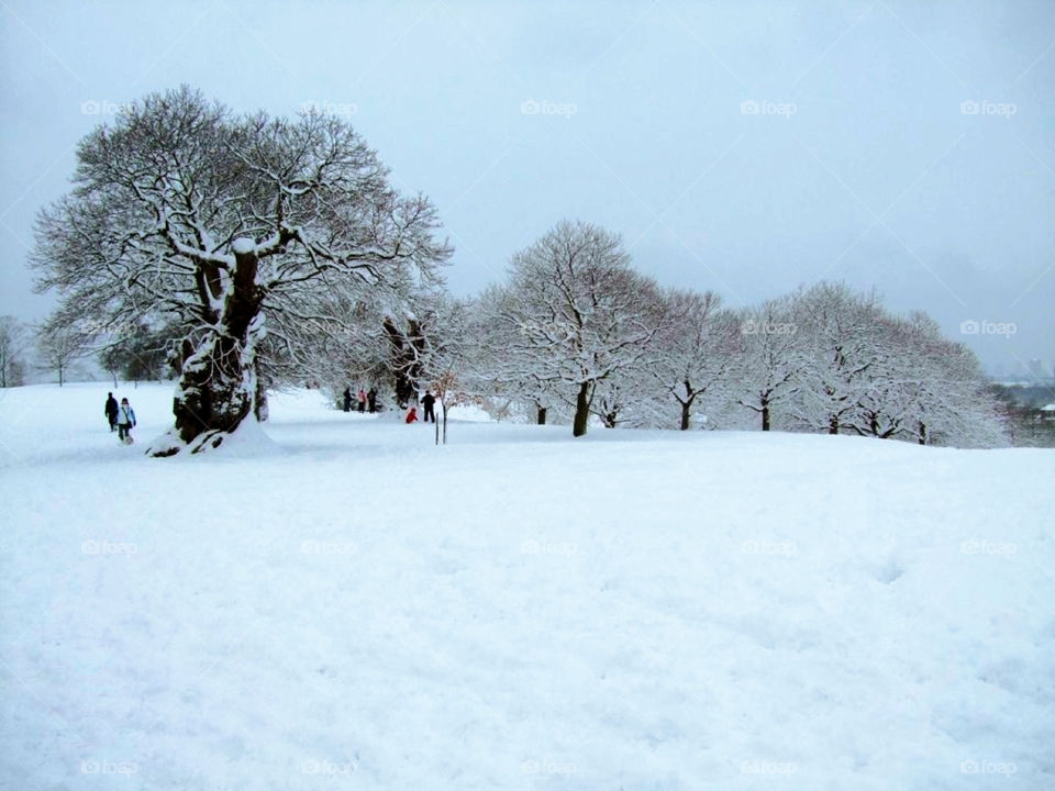 snow winter white trees by Balloo