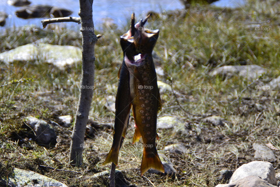 Two Mountain trouts