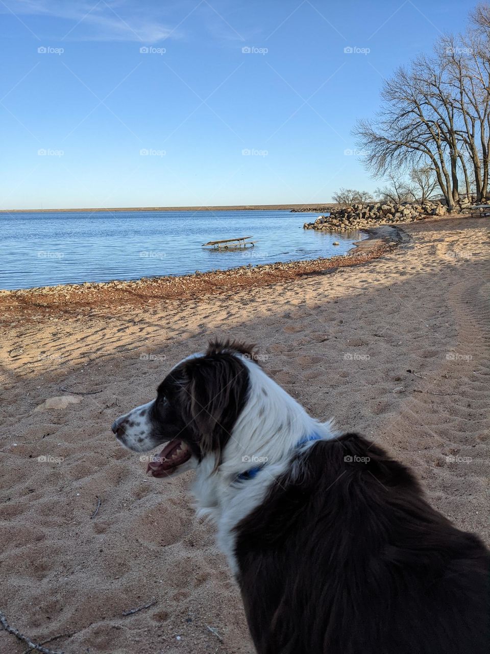 dog birdwatching by lake shore
