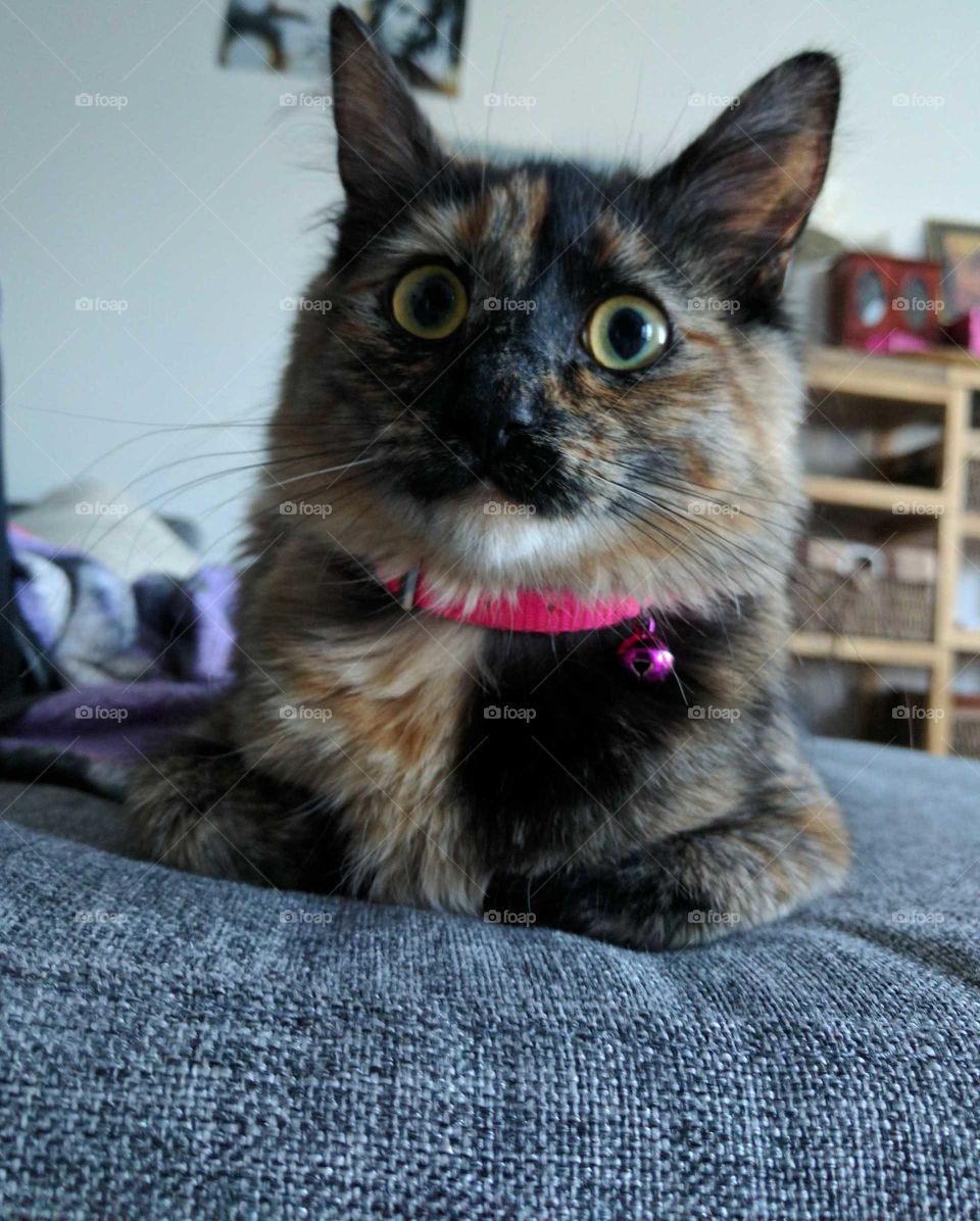 kitty cat surprised