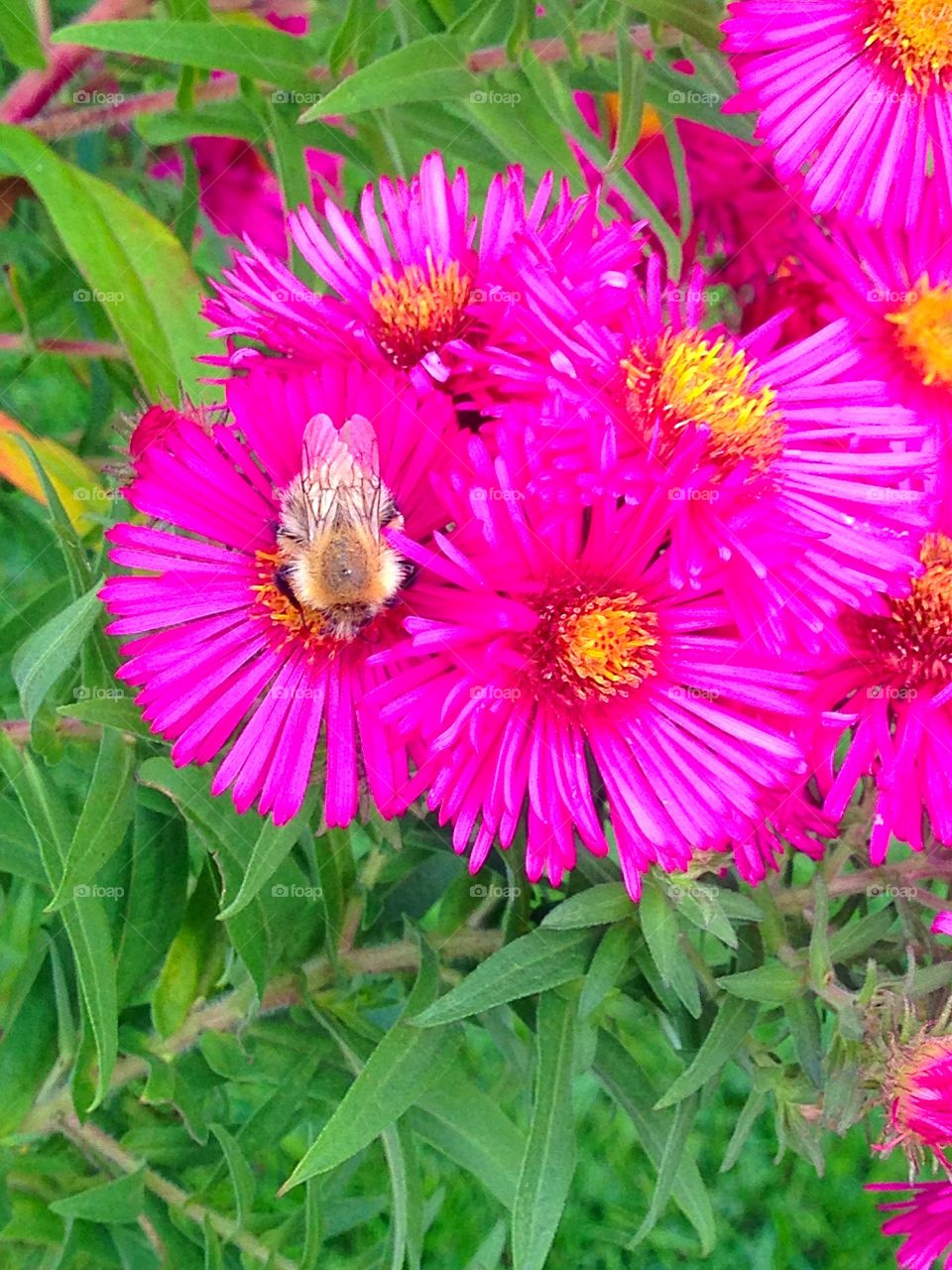 English hairy bumblebee sitting on pink flowers