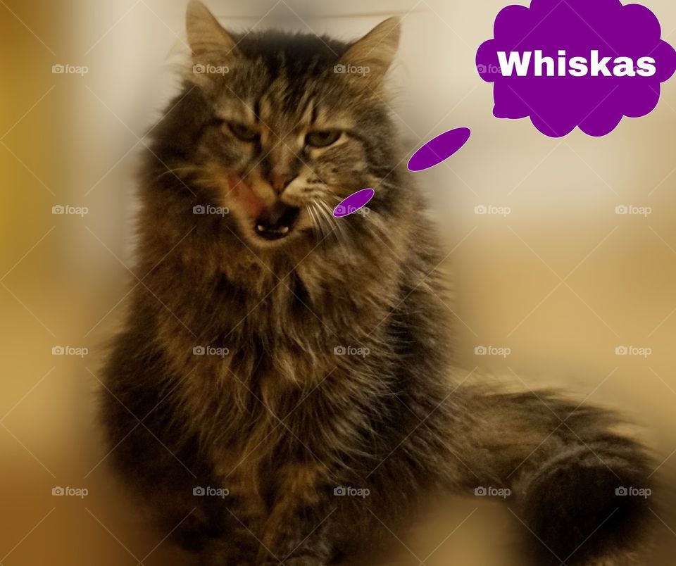 animal , cat , whiskas