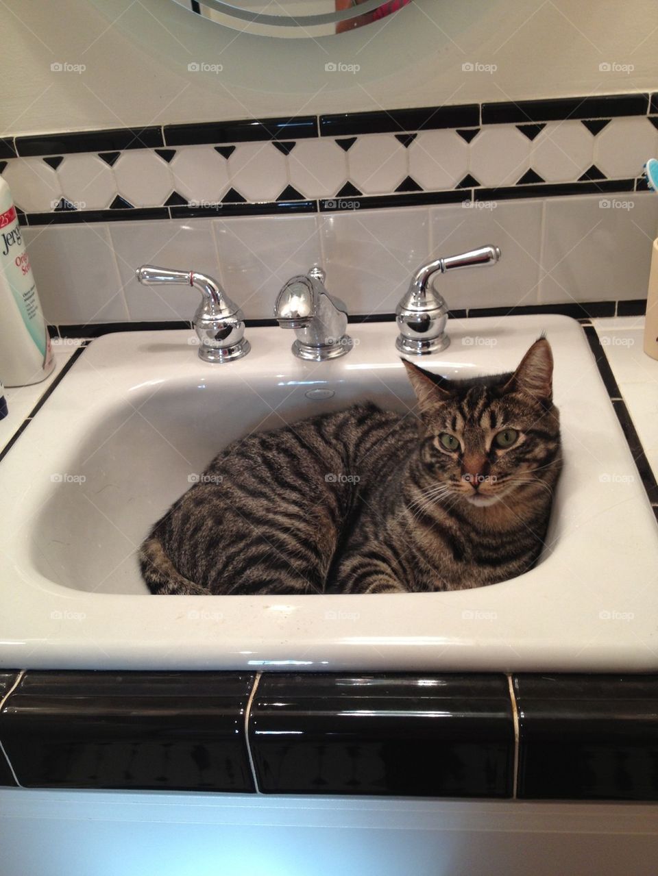 Finn in sink