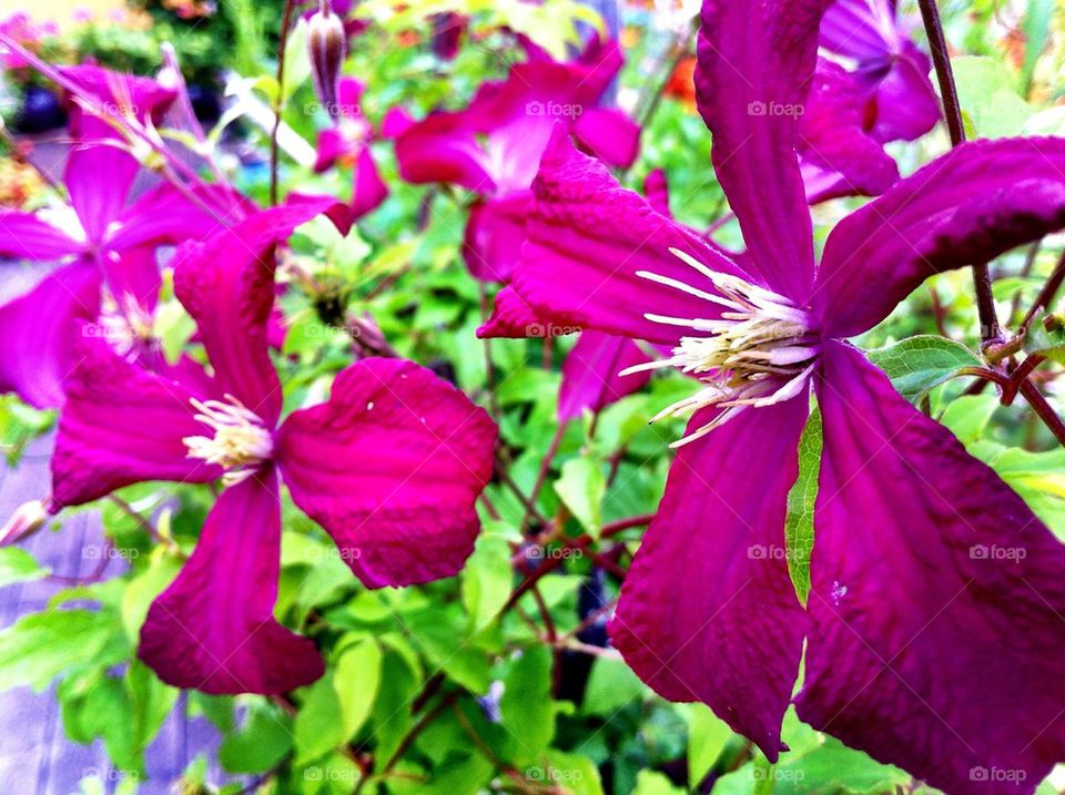 Purple clematis climbing in garden.