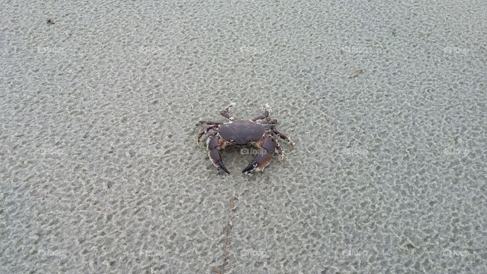 Crab