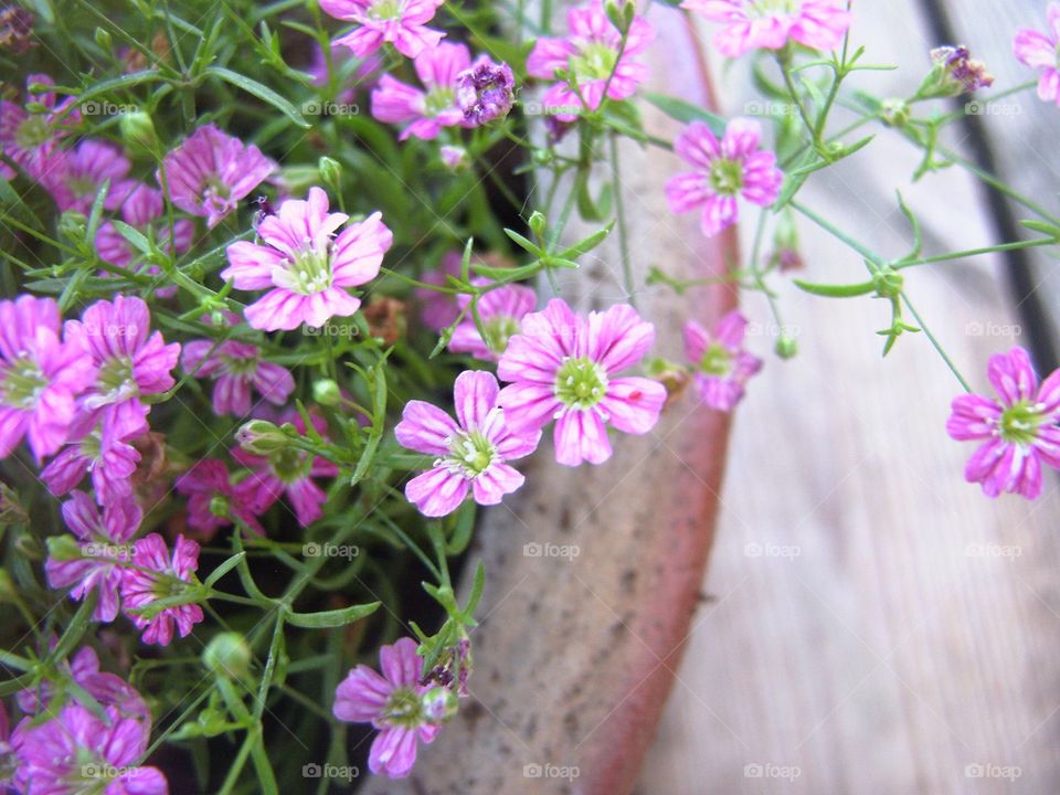 Flowers 